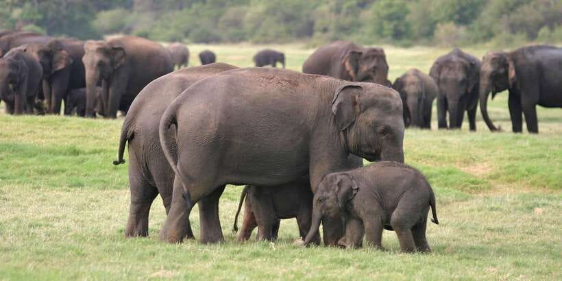 From Negombo: Minneriya National Park Safari Tour - The local restaurant stop and lunch cost