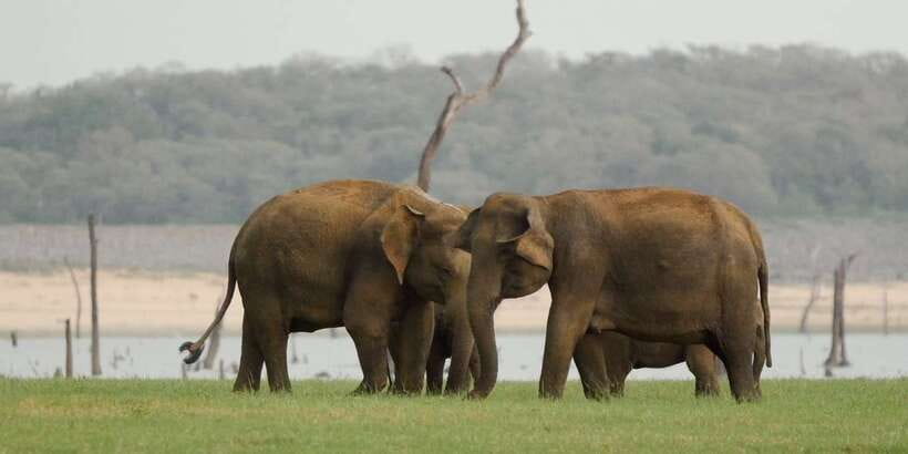 From Negombo: Minneriya National Park Safari Tour - What the strongest service feedback tells you