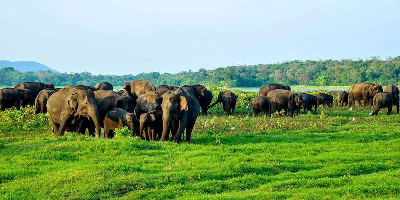 From Negombo: Minneriya National Park Safari Tour - Who should book this Negombo safari?