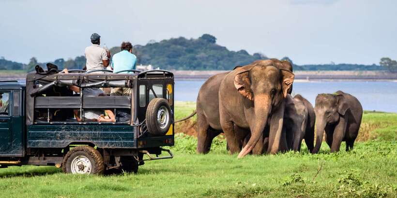 From Negombo: Minneriya National Park Safari Tour - The morning ride and what the shared vehicle means