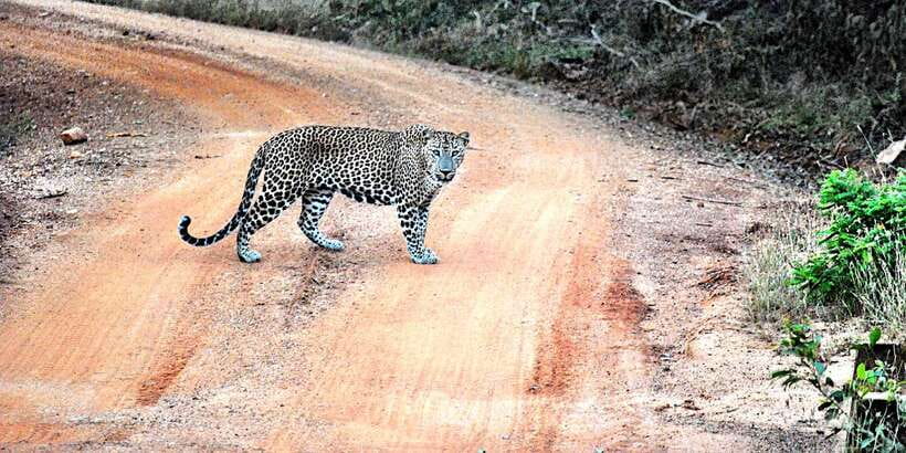 From Negombo: Wilpattu National Park Safari Guided Day Tour - Practical Tips for a Better Day