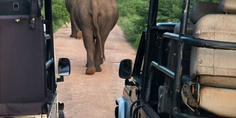 From Negombo: Wilpattu National Park Safari Guided Day Tour - Why Wilpattu Makes the Effort Tempting