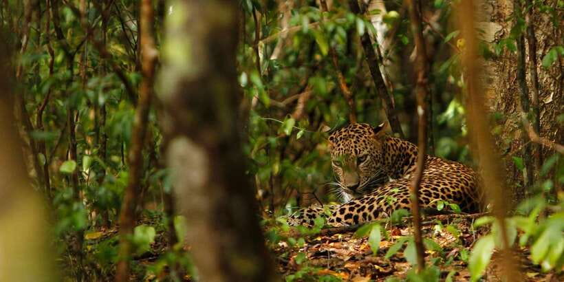 From Negombo: Wilpattu National Park Safari Guided Day Tour - Three Hours Among Wilpattu’s Villus