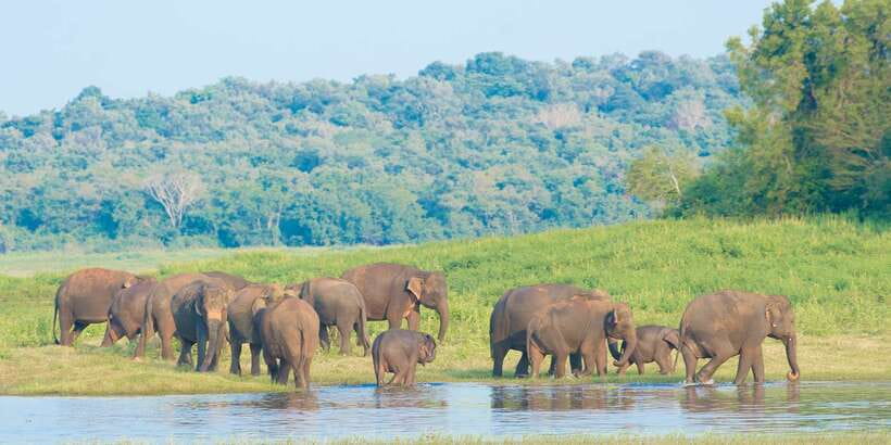 From Negombo: Wilpattu National Park Safari Guided Day Tour - Is $105 Good Value?
