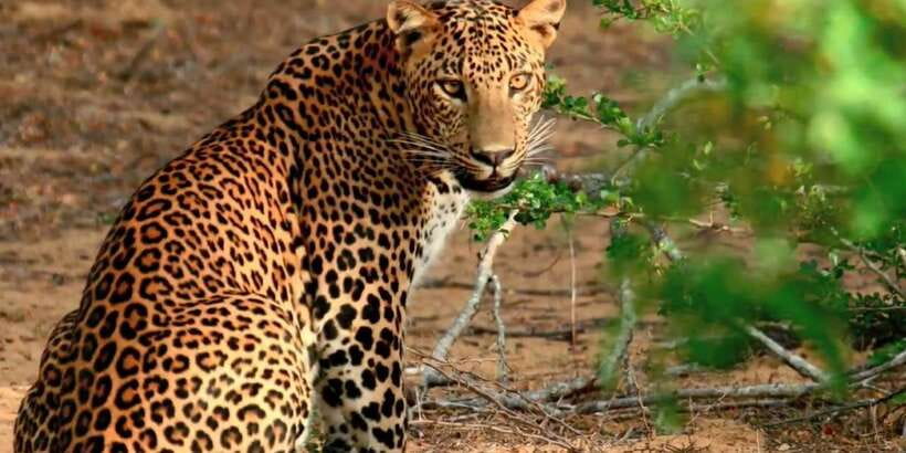 From Negombo: Wilpattu National Park Safari Guided Day Tour - Leaving Negombo Around 10 AM