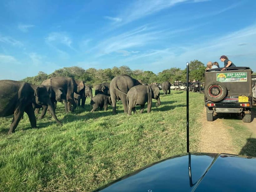 From Sigiriya: Hurulu Eco Park Elephant Jeep Safari - Key points at a glance