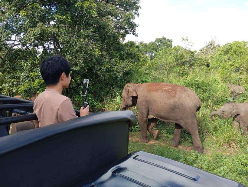 From Sigiriya: Hurulu Eco Park Elephant Jeep Safari - The elephant gathering and responsible viewing