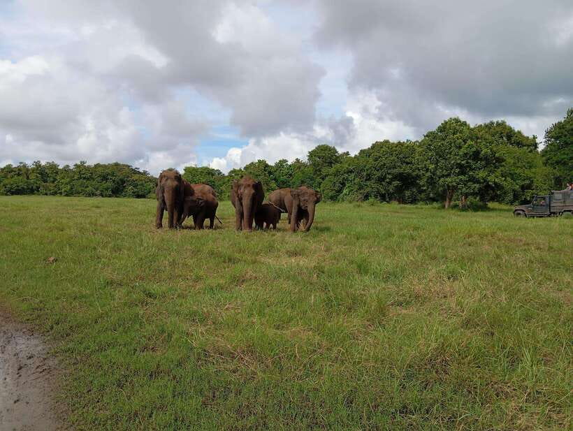 From Sigiriya: Hurulu Eco Park Elephant Jeep Safari - Beyond elephants: deer, monkeys, peacocks, and birds