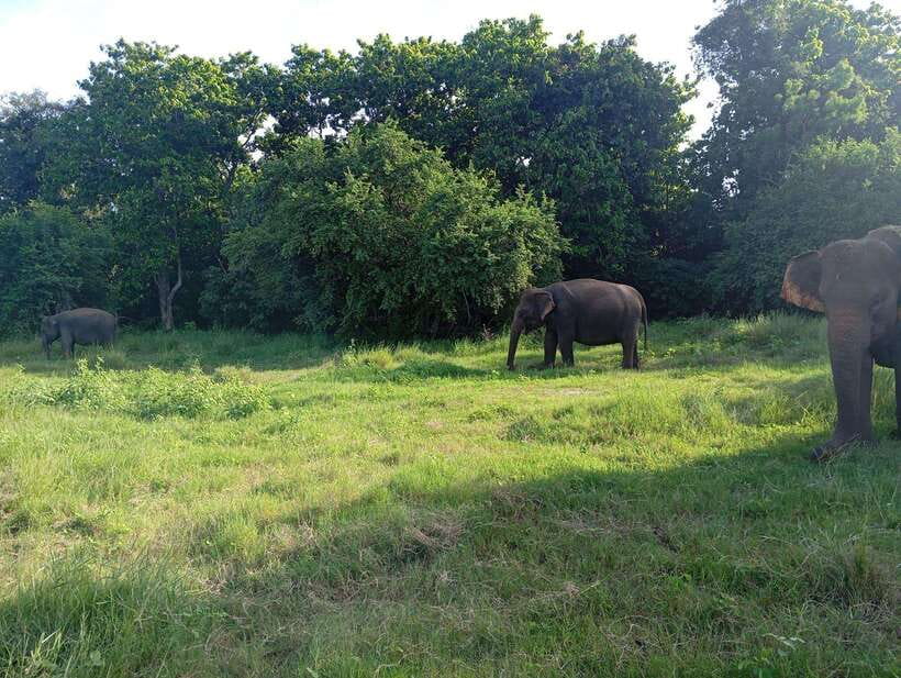 From Sigiriya: Hurulu Eco Park Elephant Jeep Safari - Photo stops and the rhythm of the ride