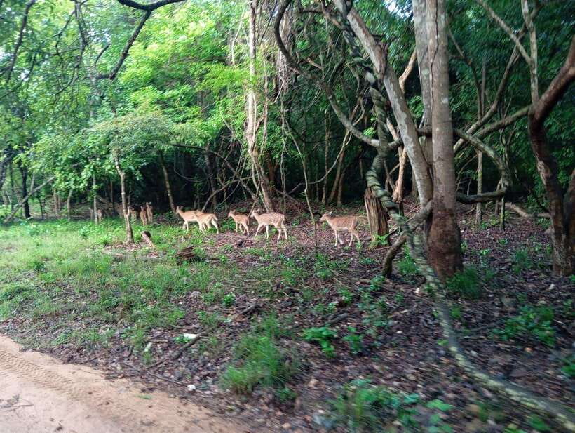 From Sigiriya: Hurulu Eco Park Elephant Jeep Safari - What the $28 price really covers