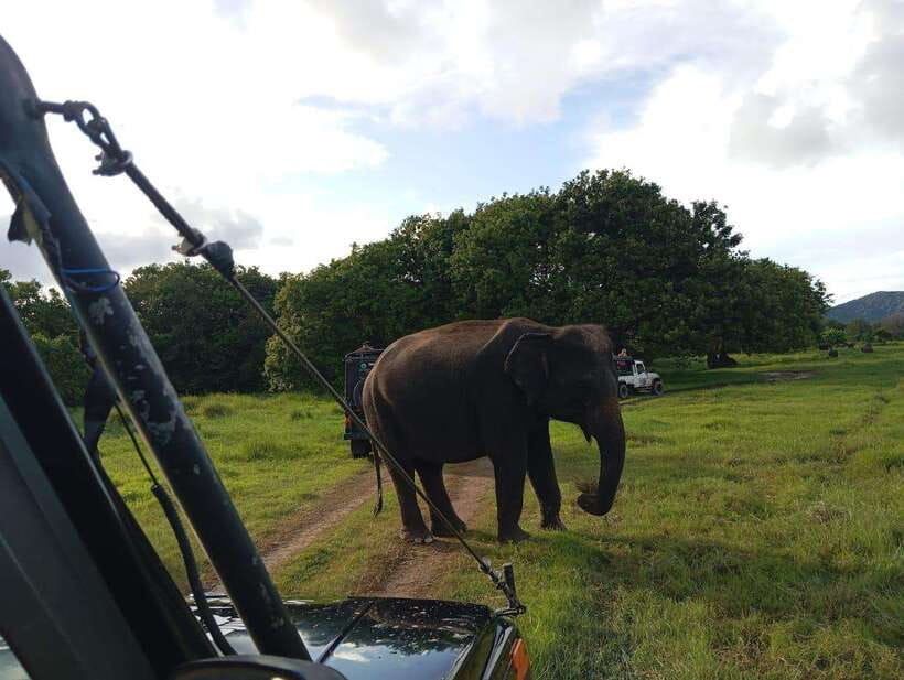 From Sigiriya: Hurulu Eco Park Elephant Jeep Safari - Practical advice for a better outing