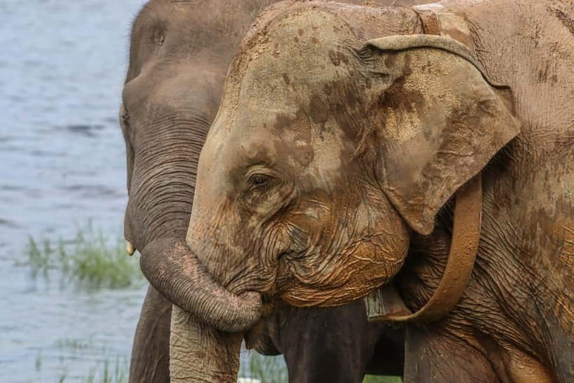 From Sigiriya Hurulu Eco Park ElephantSafari ticket included - Quick Reasons to Consider This Safari