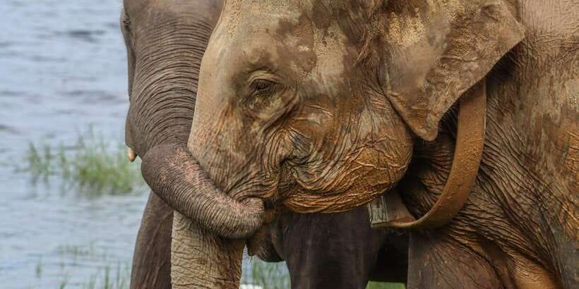 From Sigiriya Hurulu Eco Park ElephantSafari ticket included - Watching Elephants Without Turning Them Into a Show