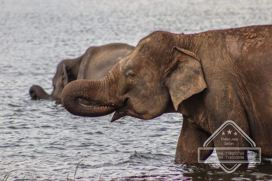 From Sigiriya Hurulu Eco Park ElephantSafari ticket included - Wildlife Beyond the Elephants