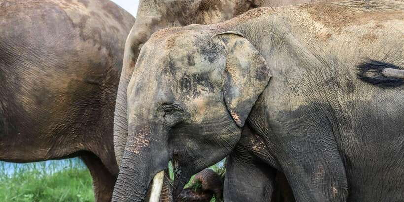 From Sigiriya Hurulu Eco Park ElephantSafari ticket included - What the $24 Price Really Covers