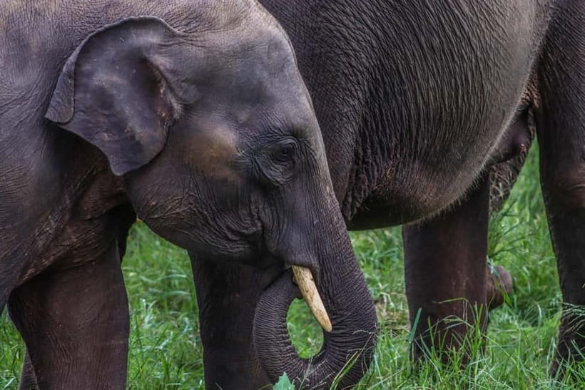 From Sigiriya Hurulu Eco Park ElephantSafari ticket included - Entering Hurulu Eco Park