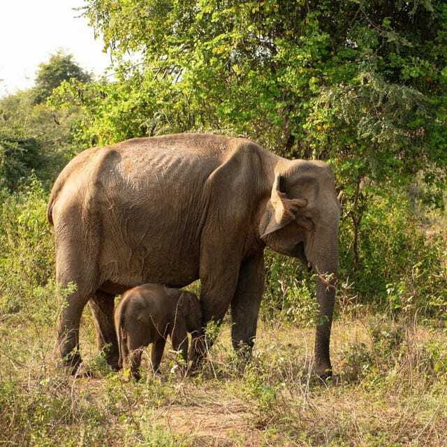 From Sigiriya : Hurulu Eco Park Safari : All Inclusive - Leopards are possible, but do not count on one