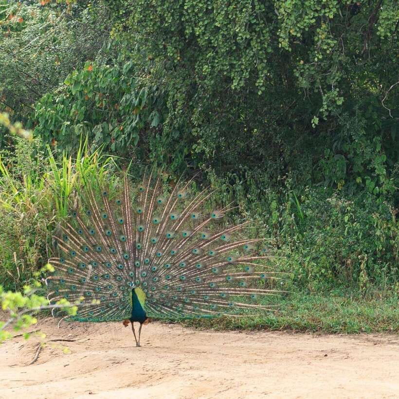 From Sigiriya : Hurulu Eco Park Safari : All Inclusive - The choice between Hurulu and another park
