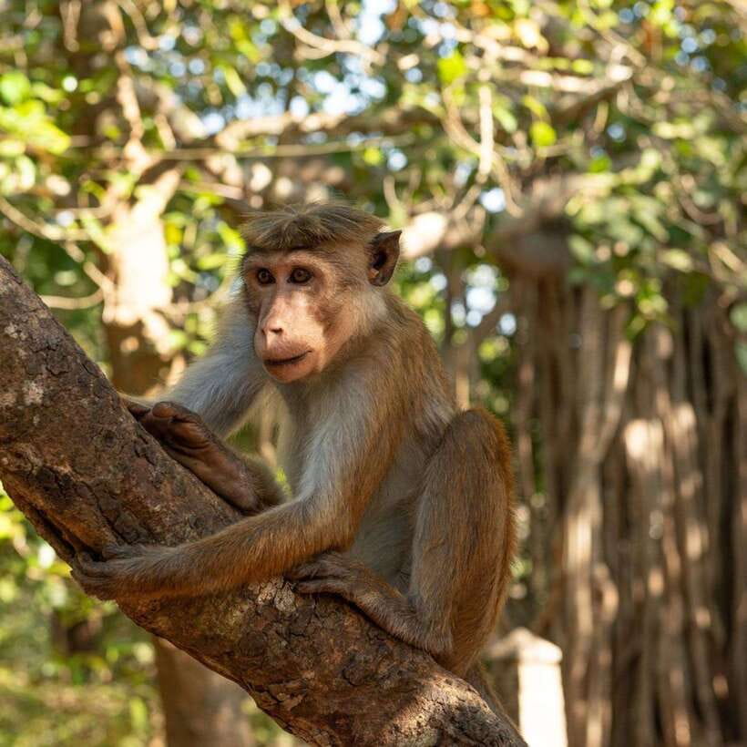 From Sigiriya : Hurulu Eco Park Safari : All Inclusive - The early pickup and ride into the park