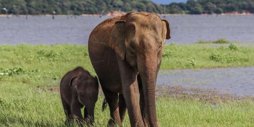 From Sigiriya: Minneriya / Kaudulla N Park Elephant Safari - Key points to know before you book
