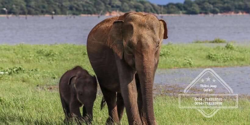 From Sigiriya: Minneriya / Kaudulla N Park Elephant Safari - Why this safari makes sense from Sigiriya