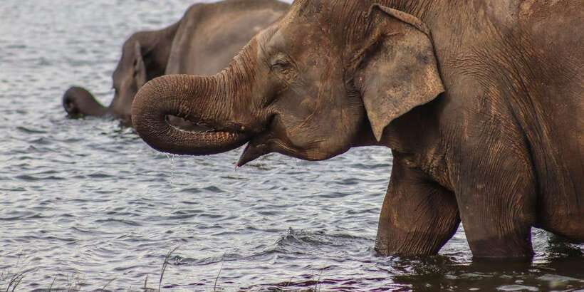 From Sigiriya: Minneriya / Kaudulla N Park Elephant Safari - More than elephants: birds, views, and photo stops