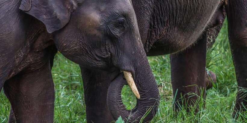 From Sigiriya: Minneriya / Kaudulla N Park Elephant Safari - Practical limits and comfort concerns