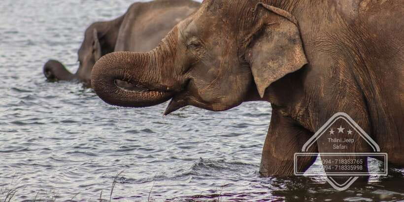 From Sigiriya: Minneriya / Kaudulla N Park Elephant Safari - Pickup from six useful Sri Lankan bases