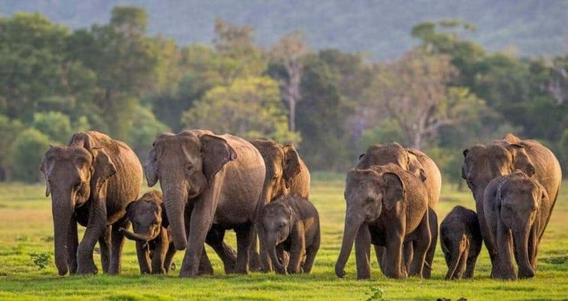 From Sigiriya: Minneriya National Park Elephant Safari - Key points to know before booking