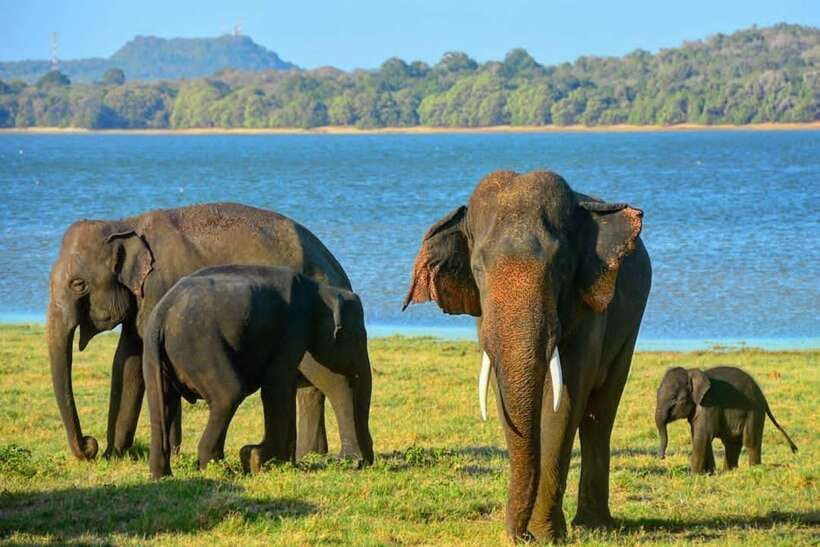 From Sigiriya: Minneriya National Park Elephant Safari - Who should book this safari?