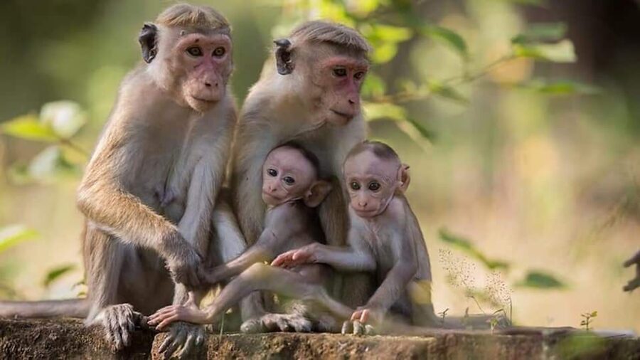 From Sigiriya: Minneriya National Park Elephant Safari - What the four-hour safari feels like