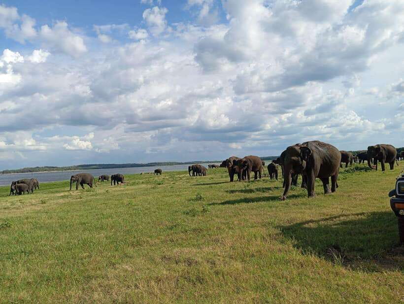 From Sigiriya: Minneriya National Park Half-Day Jeep Safari - Key points to know before booking