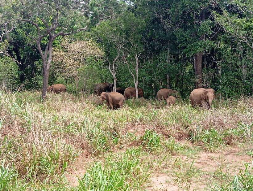 From Sigiriya: Minneriya National Park Half-Day Jeep Safari - The short ride to Minneriya National Park