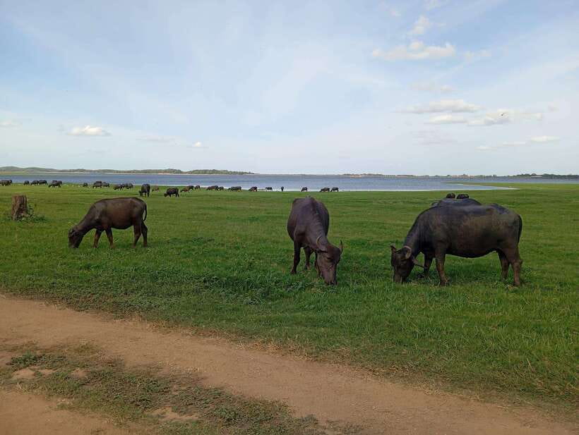 From Sigiriya: Minneriya National Park Half-Day Jeep Safari - Wildlife beyond the elephants