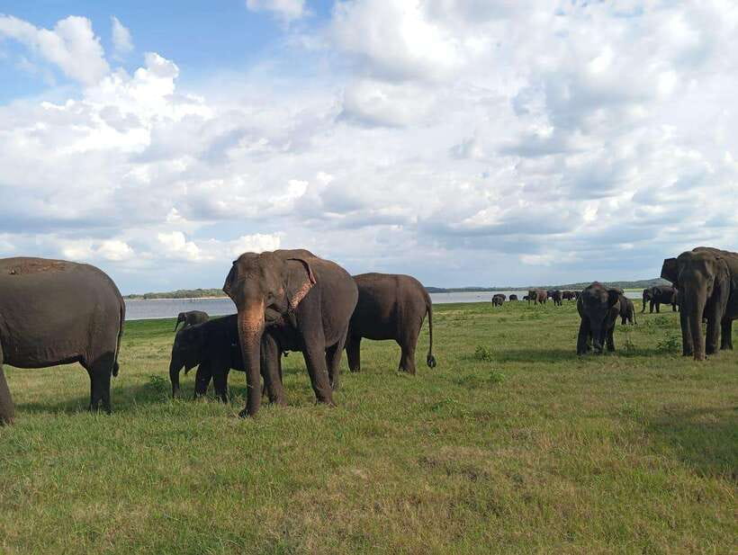 From Sigiriya: Minneriya National Park Half-Day Jeep Safari - How the guide can shape the day