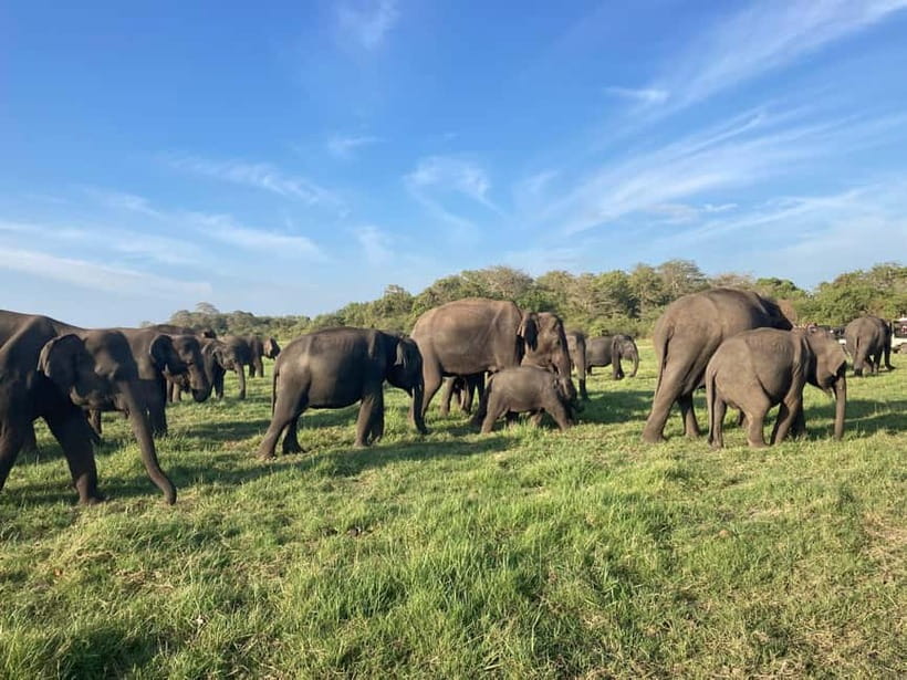 From Sigiriya: Minneriya National Park Private Jeep Safari - Why the guide can make or break the safari