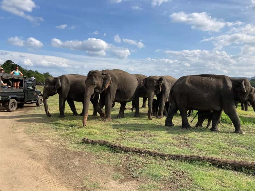 From Sigiriya: Minneriya National Park Private Jeep Safari - Price, entrance fees, and real value