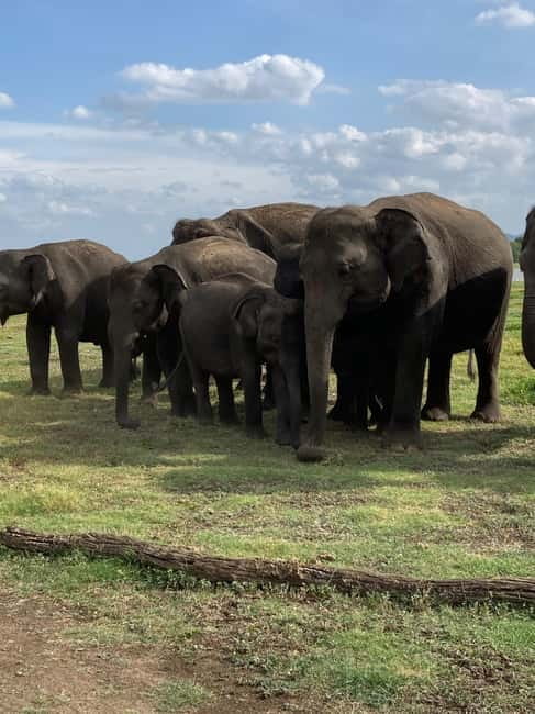From Sigiriya: Minneriya National Park Private Jeep Safari - Rules that protect the animals