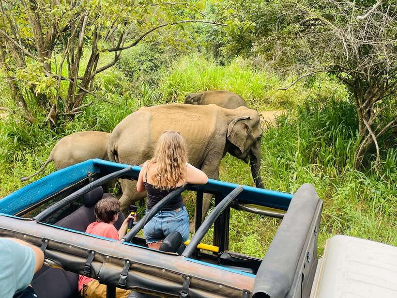 From Sigiriya: Minneriya National Park Private Jeep Safari - Minneriya Tank and the elephant gathering