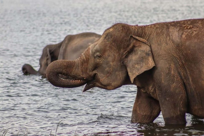 From Sigiriya: POLONNARUWA day tour & Minneriya NP SAFARI - Afternoon safari in Minneriya National Park
