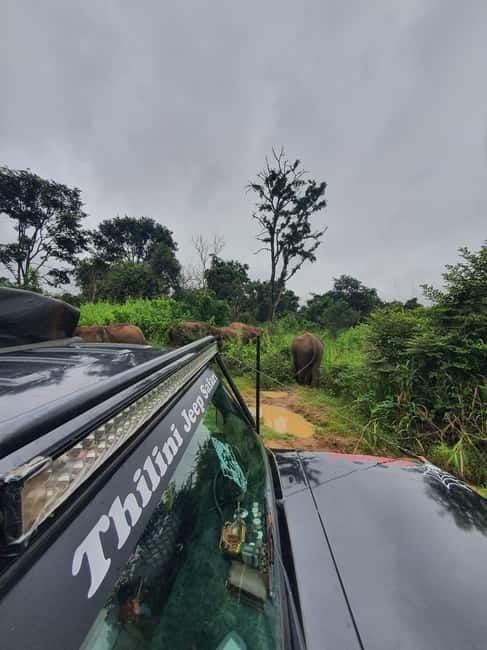 From Sigiriya: POLONNARUWA day tour & Minneriya NP SAFARI - What the $70 price really covers