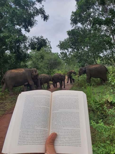 From Sigiriya: POLONNARUWA day tour & Minneriya NP SAFARI - Practical comfort and conduct