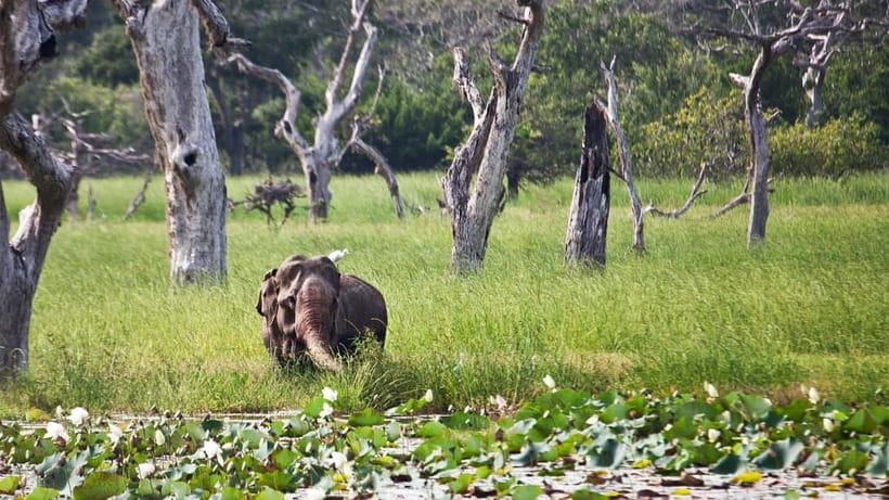 From Sigiriya: Private 4X4 Safari to Where the Elephants Are - Key points before you book