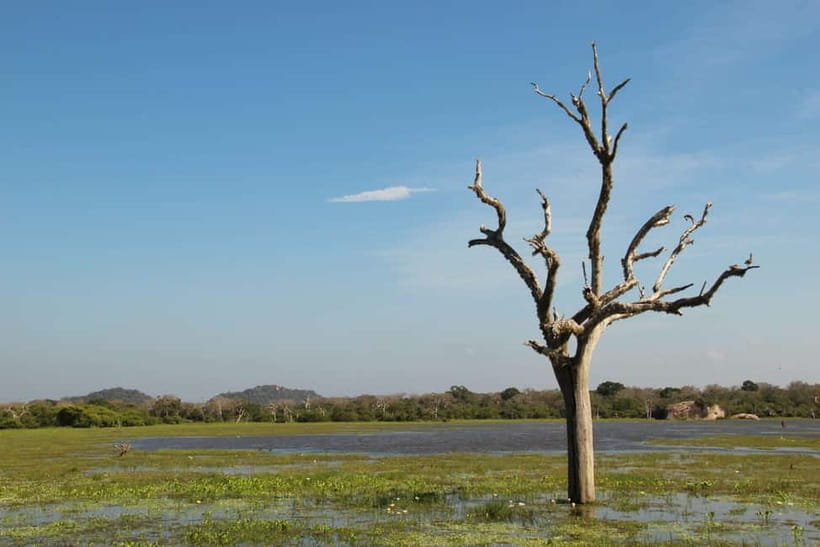 From Sigiriya: Private 4X4 Safari to Where the Elephants Are - Why the changing park matters