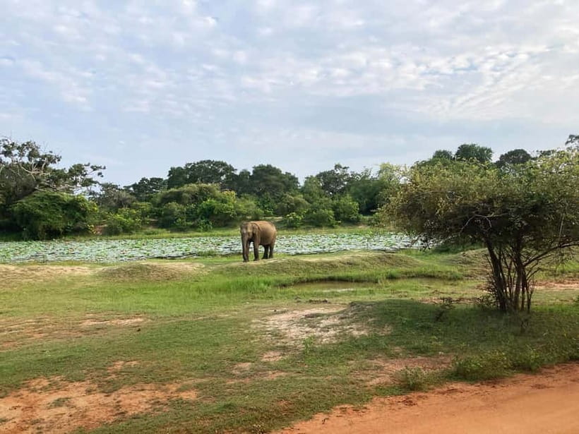 From Sigiriya: Private 4X4 Safari to Where the Elephants Are - Inside the private 4x4 jeep