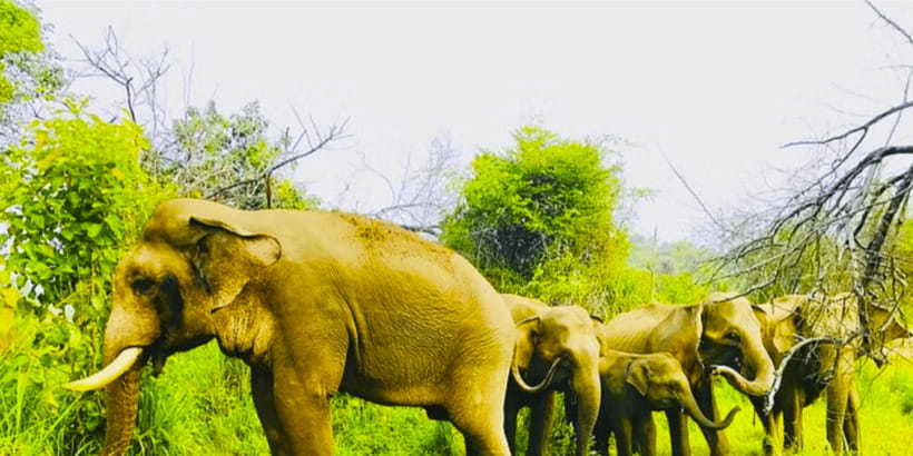 From Sigiriya: Private 4X4 Safari to Where the Elephants Are - Is $100 per person good value?