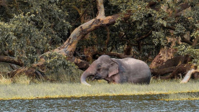 From Sigiriya: Wilpattu National Park Private Jeep Safari - Four hours inside Wilpattu National Park