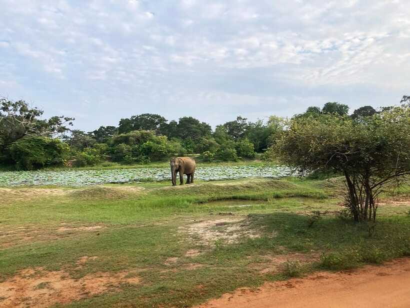 From Sigiriya: Wilpattu National Park Private Jeep Safari - Who should book this Wilpattu safari?