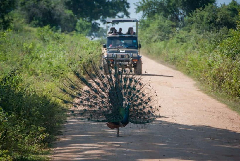 From Sigiriya: Wilpattu National Park Private Jeep Safari - Should you book it?