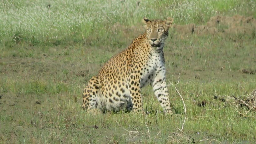 From Tangalle / Hiriketiya - Yala Safari - Drop-off : Ella - Five details that shape the experience